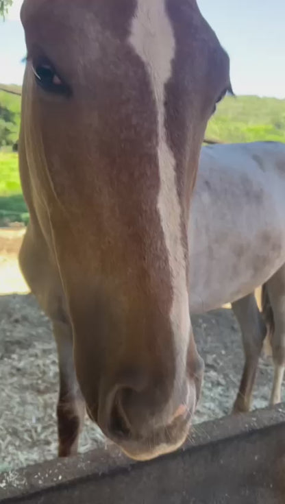 Suplemento Equi Gold para Cavalos e Potros 4,5kg